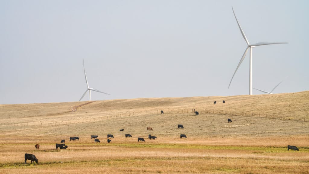 Cattle grazing on Wyoming prairie in front of wind turbines, Shutterstock ID#1816111847